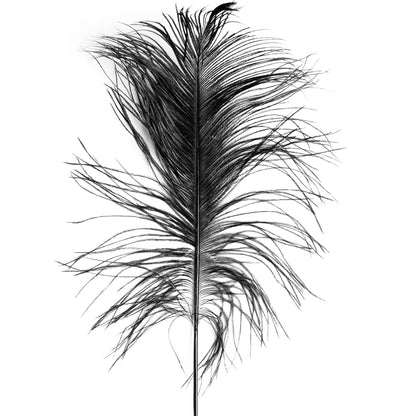 Black Ostrich Feather - 14 - 17