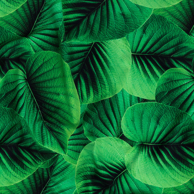 Compression Swimwear Tricot, UV Protective with Aloe Vera Microcapsules - Full Amazon Green Leaves - Caye Collection