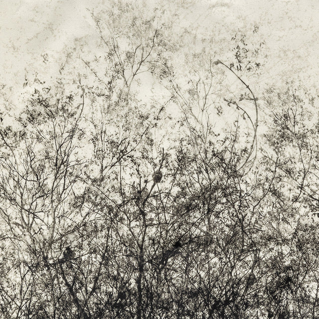 Stretch Cotton Sateen Panel - Black and White Tree Branches - Old House Woods Print - Mood Exclusive Twilight Collection