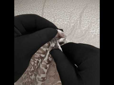 Metallic Raschel Lace with Finished Edges - Sandstone Leopard Spots - Image 6 of 6